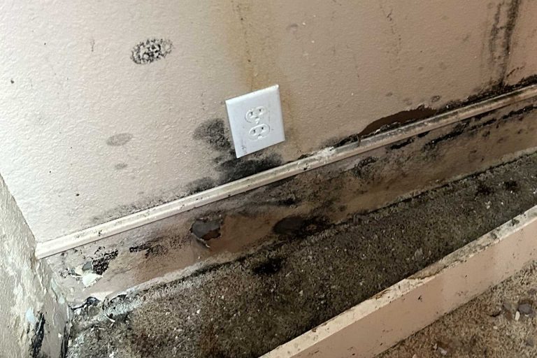 mold growth Rapid Response Restoration